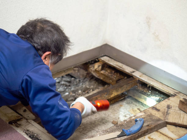 Best DIY Mold Remediation in Durand, MI